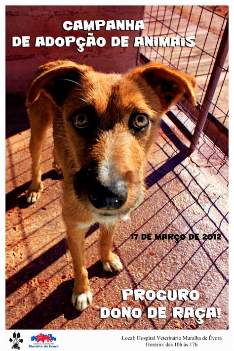 Adopção de Animais .